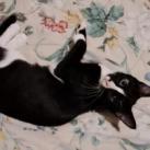 Atticus, a Adoptable Domestic Short Hair in Eureka Springs, AR image 6/6