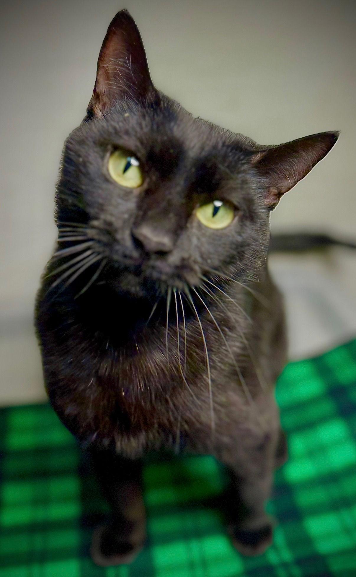 Enlarge Leandria, a Adoptable Domestic Short Hair in Cary, NC image 1/3