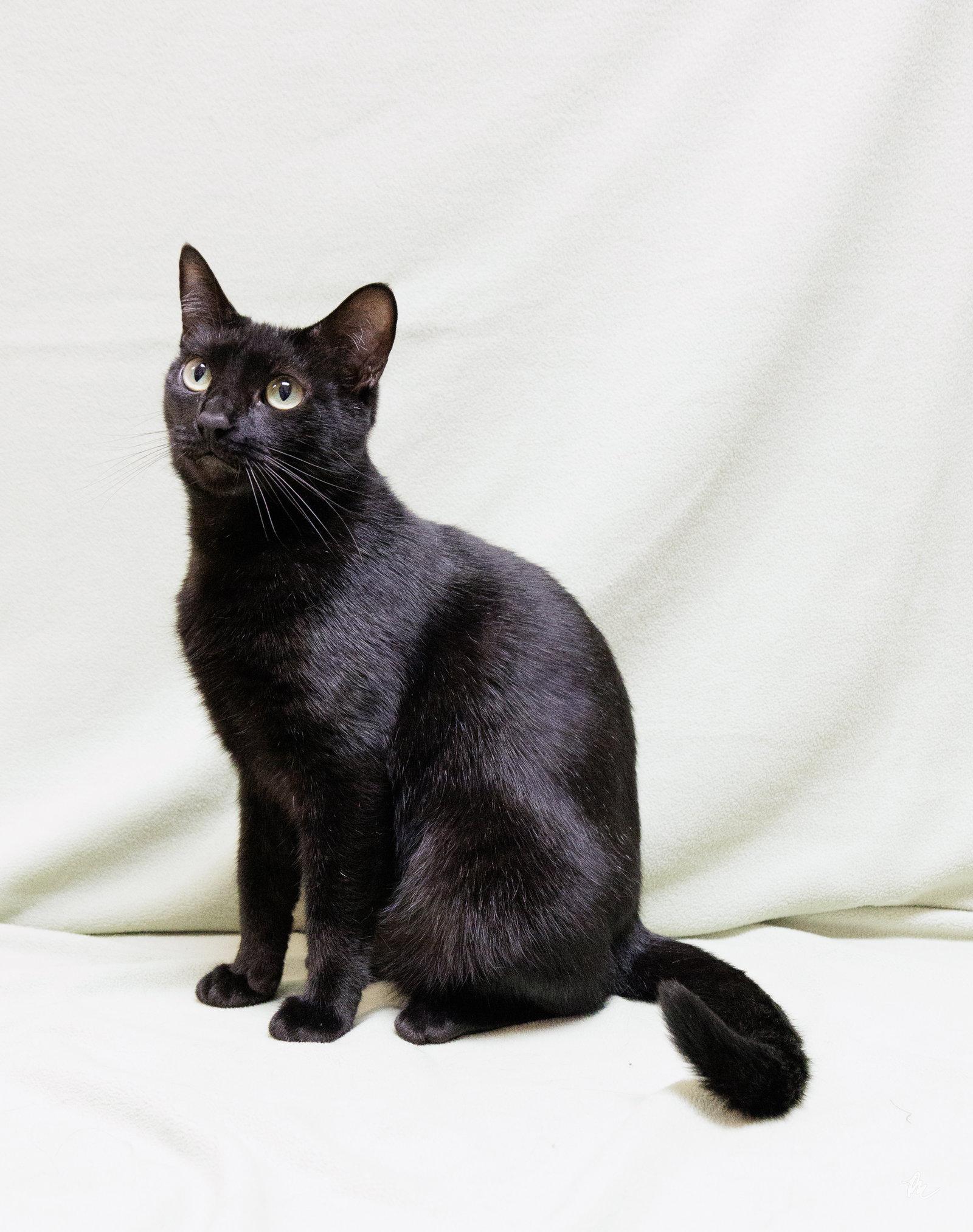 Leandria, a Adoptable Domestic Short Hair in Cary, NC image 2/3