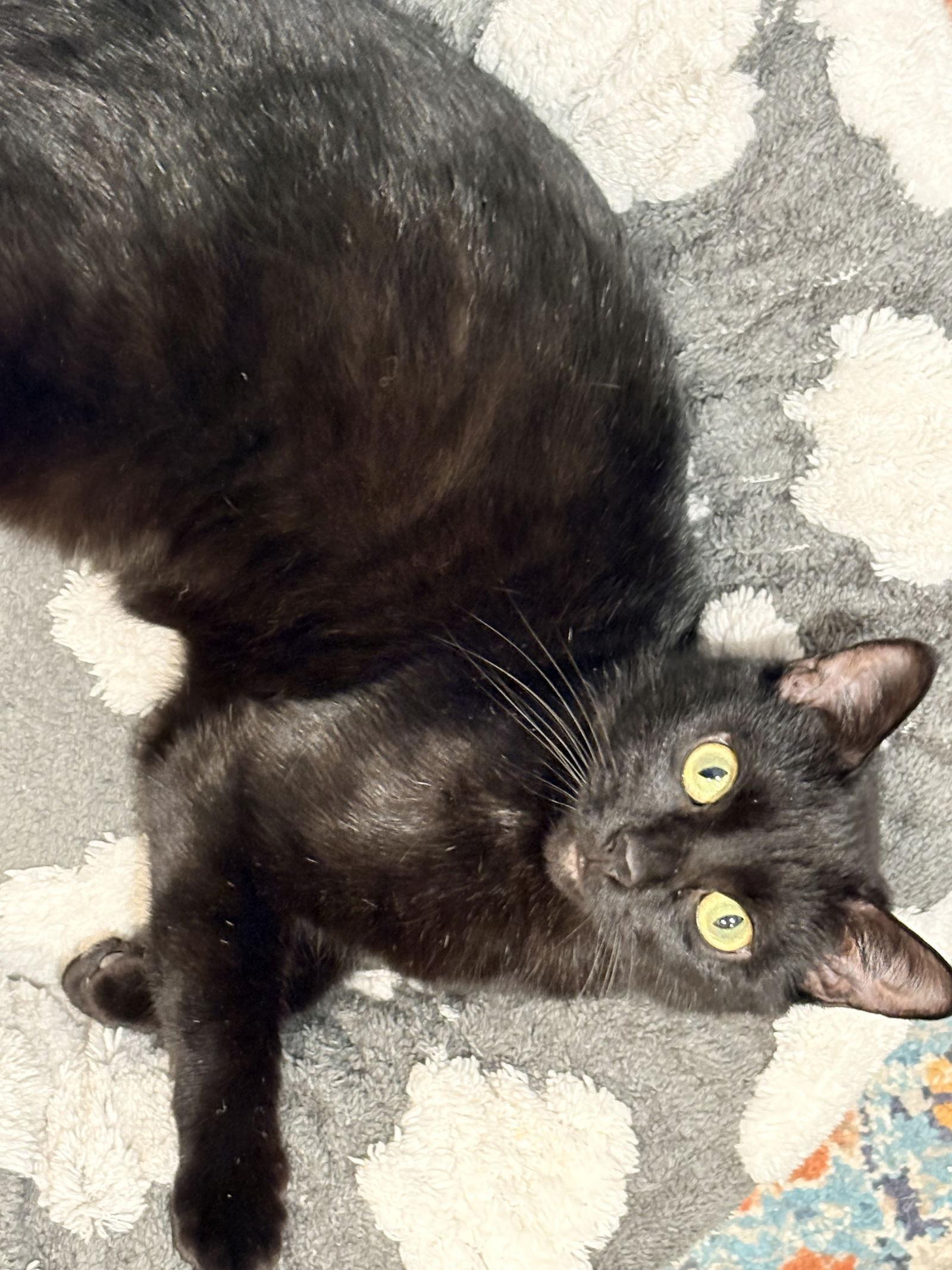 Enlarge Leandria, a Adoptable Domestic Short Hair in Cary, NC image 2/3