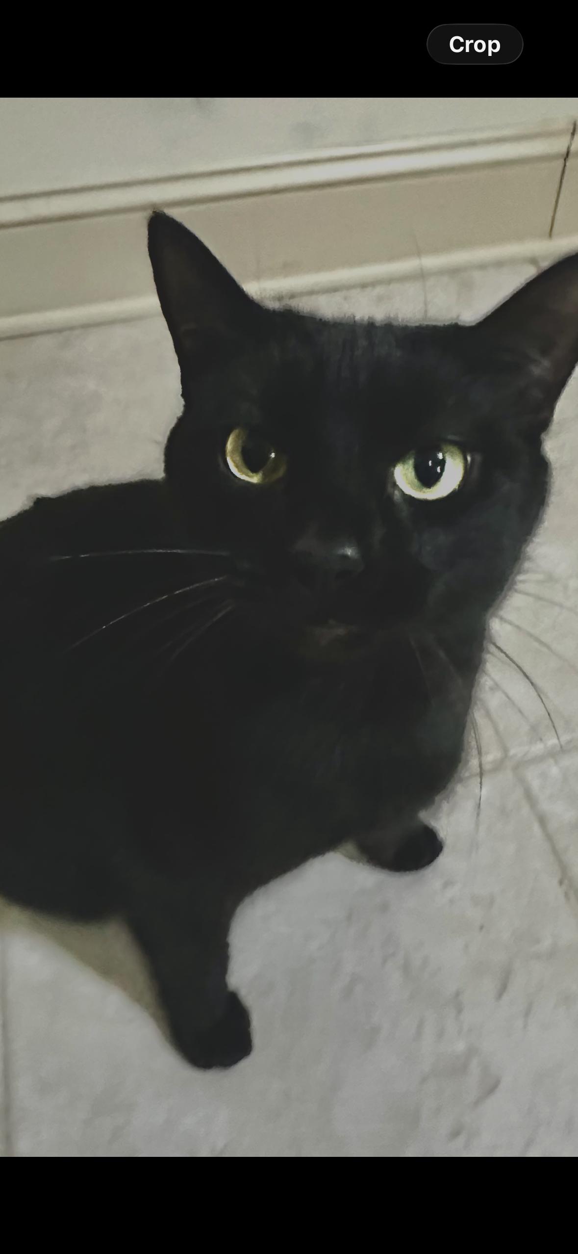 Enlarge Leandria, a Adoptable Domestic Short Hair in Cary, NC image 3/3