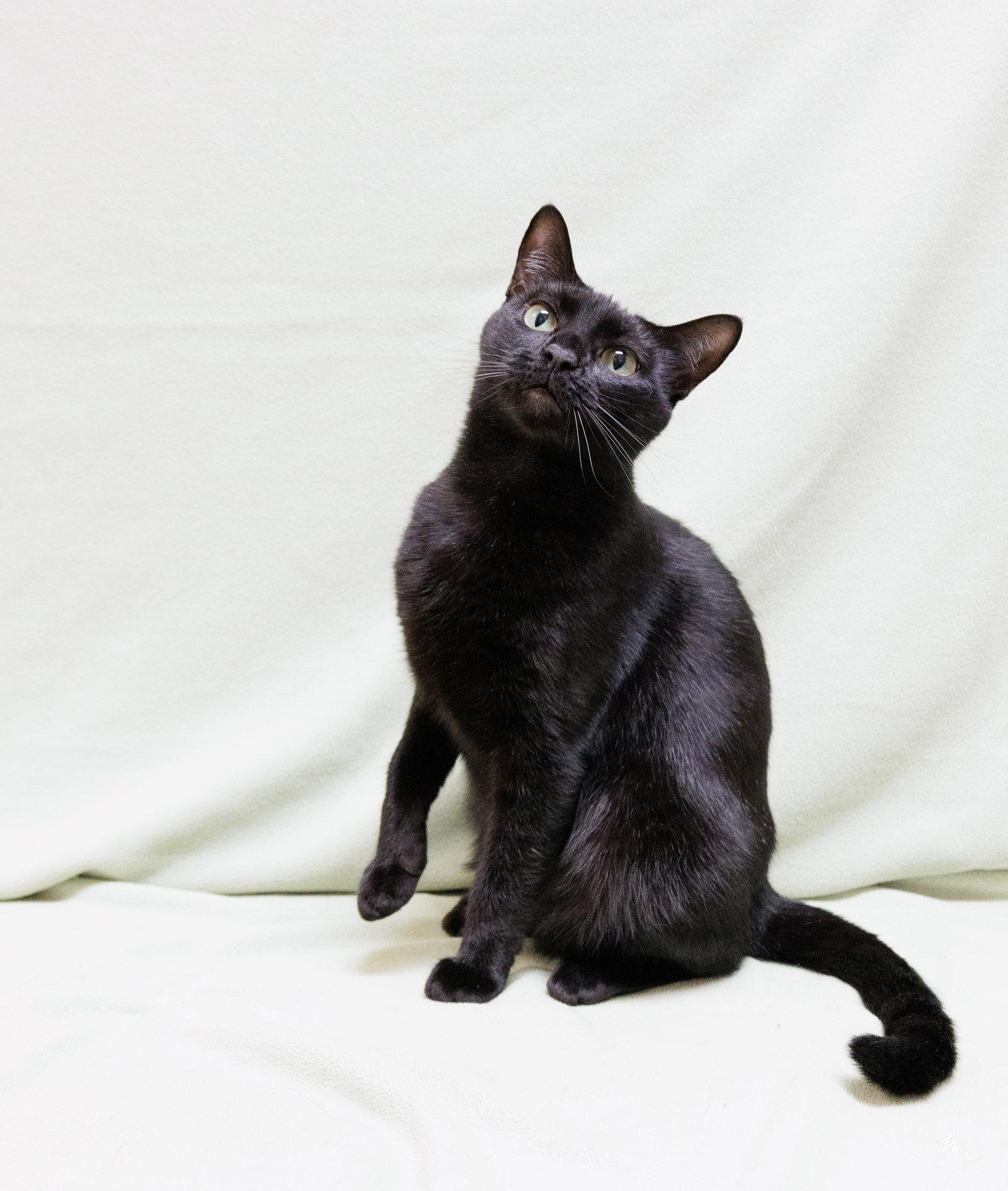 Leandria, a Adoptable Domestic Short Hair in Cary, NC image 3/3