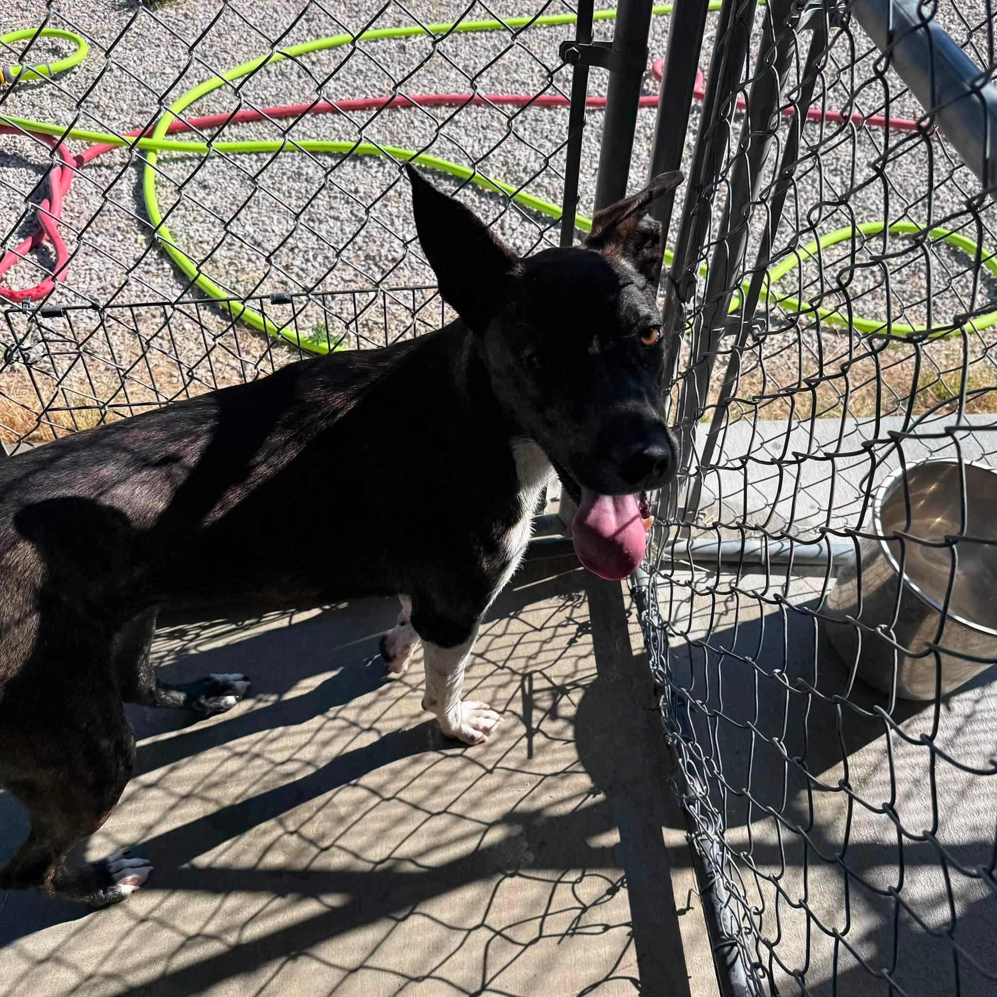 Enlarge Gollum, a ADOPTABLE Mixed Breed in Rawlins, WY image 2/3