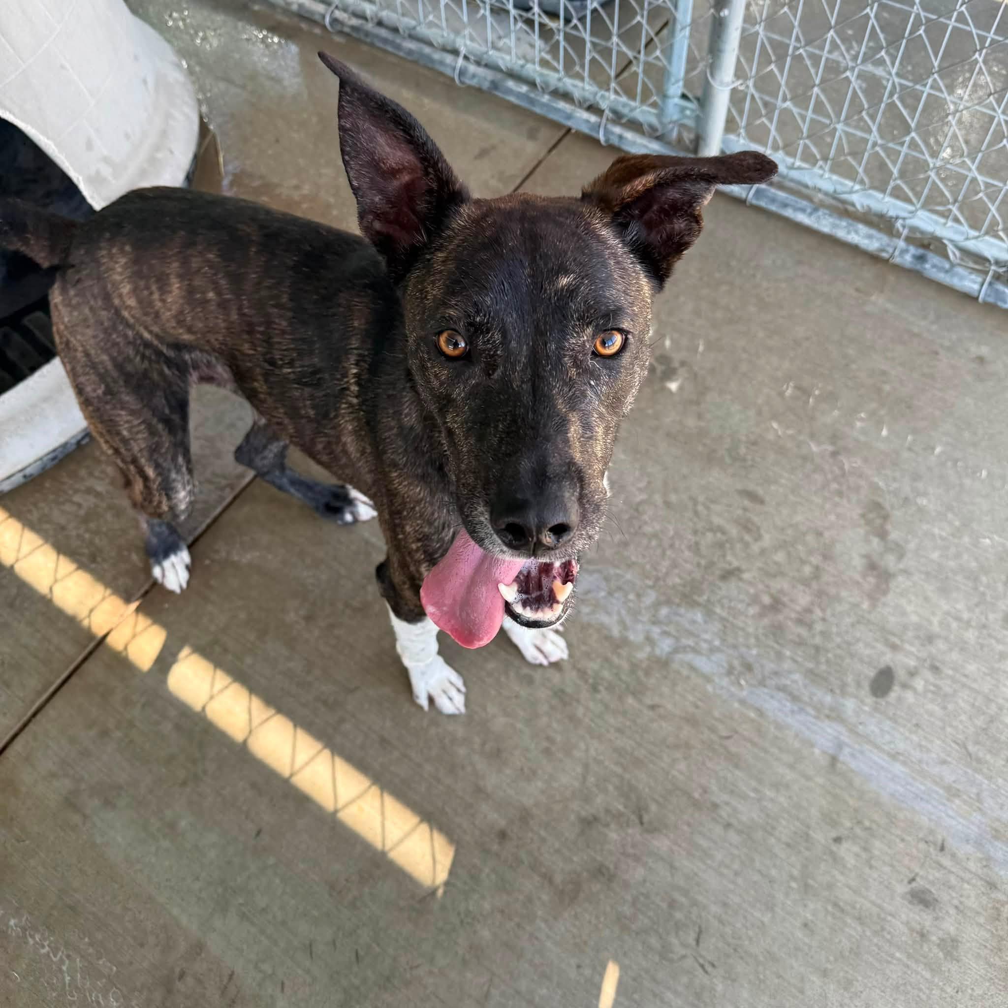 Enlarge Gollum, a ADOPTABLE Mixed Breed in Rawlins, WY image 1/3