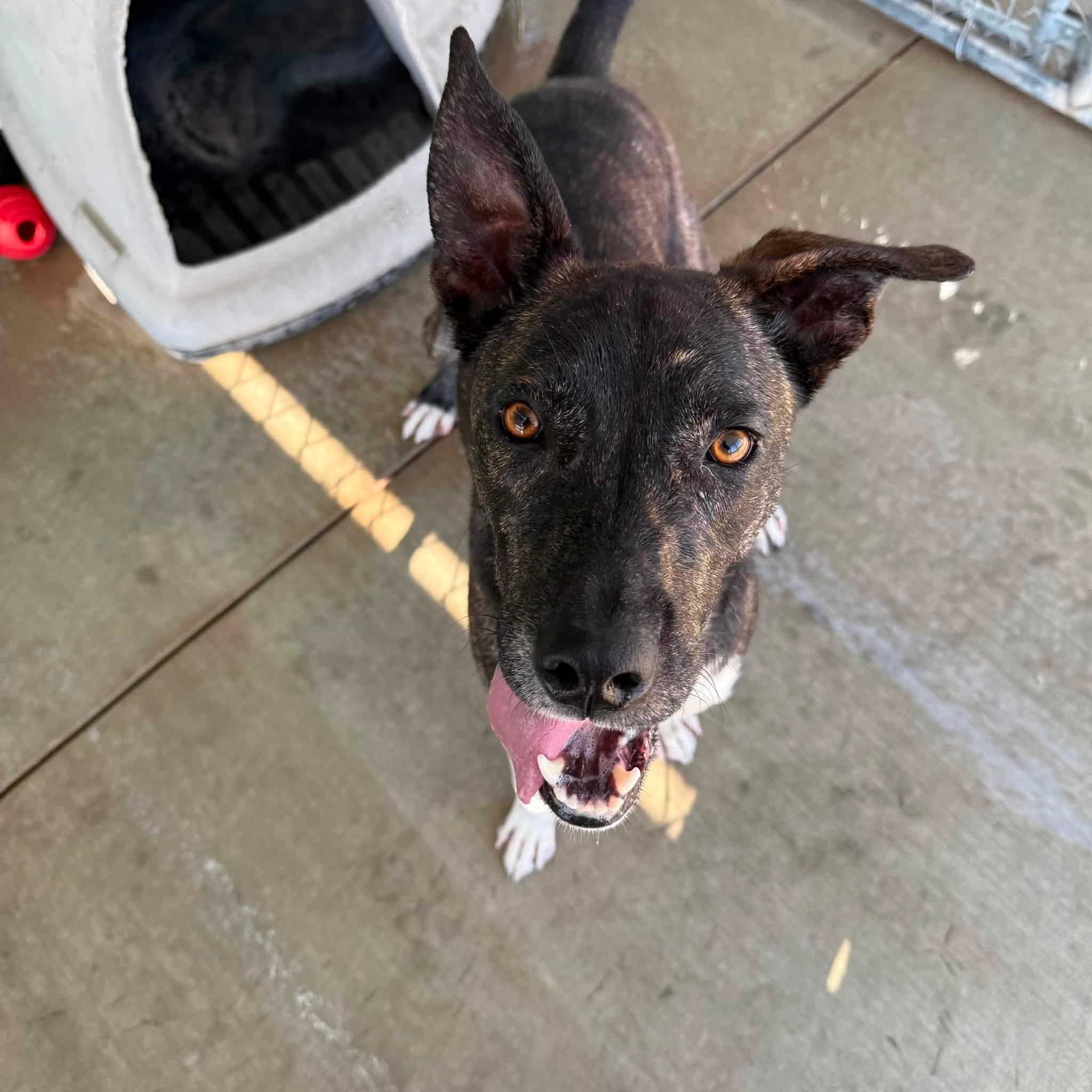 Enlarge Gollum, a ADOPTABLE Mixed Breed in Rawlins, WY image 3/3
