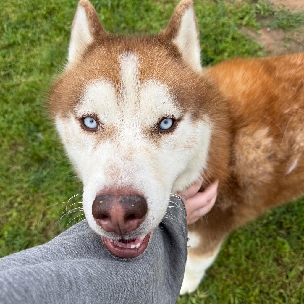 Enlarge Harold, a Adoptable Husky in Eufaula, OK image 1/6