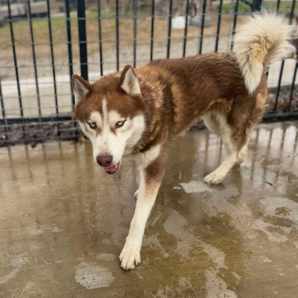 Enlarge Harold, a Adoptable Husky in Eufaula, OK image 2/6