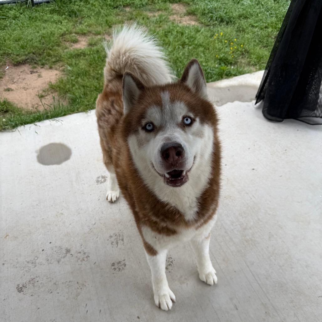 Enlarge Harold, a Adoptable Husky in Eufaula, OK image 3/6