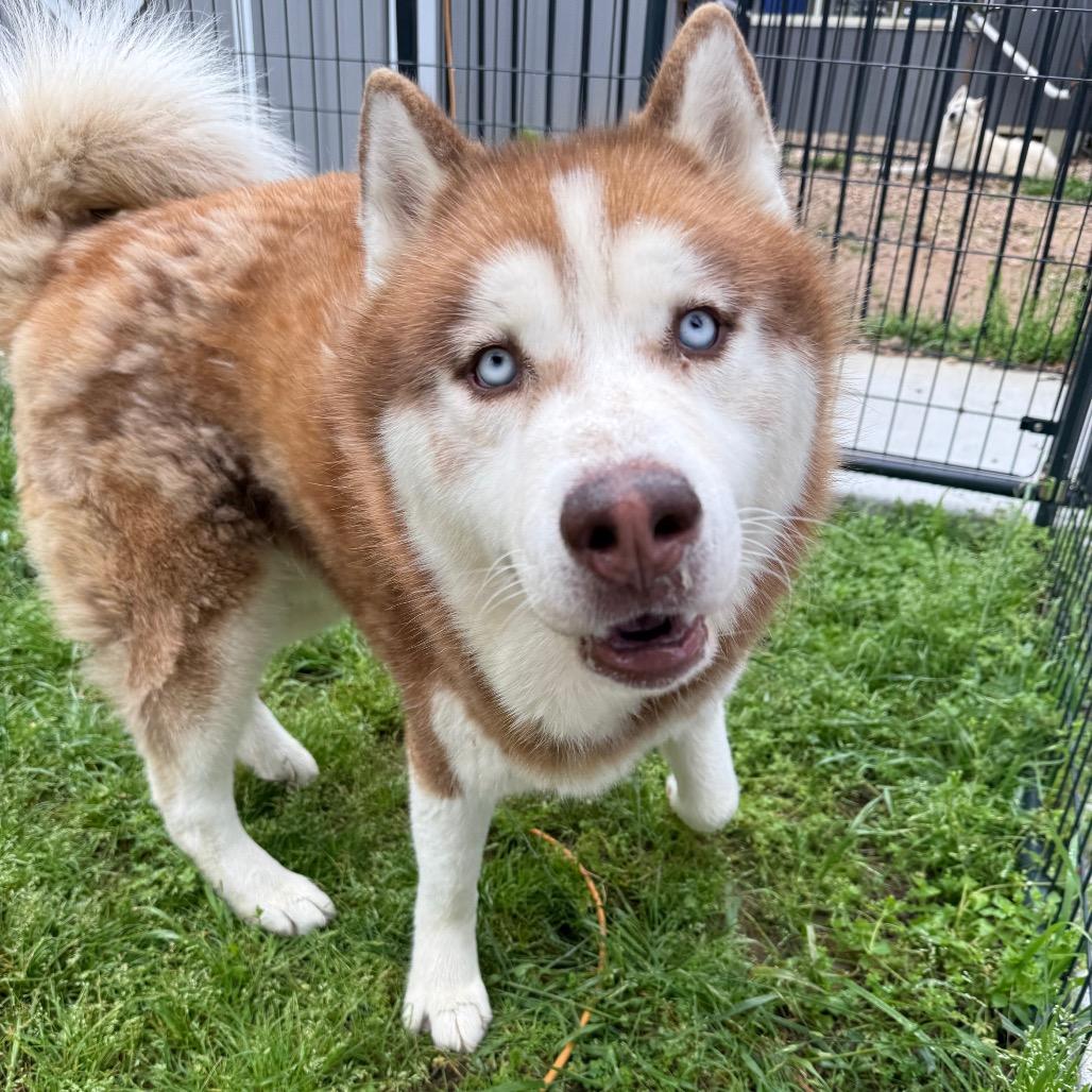 Enlarge Harold, a Adoptable Husky in Eufaula, OK image 4/6