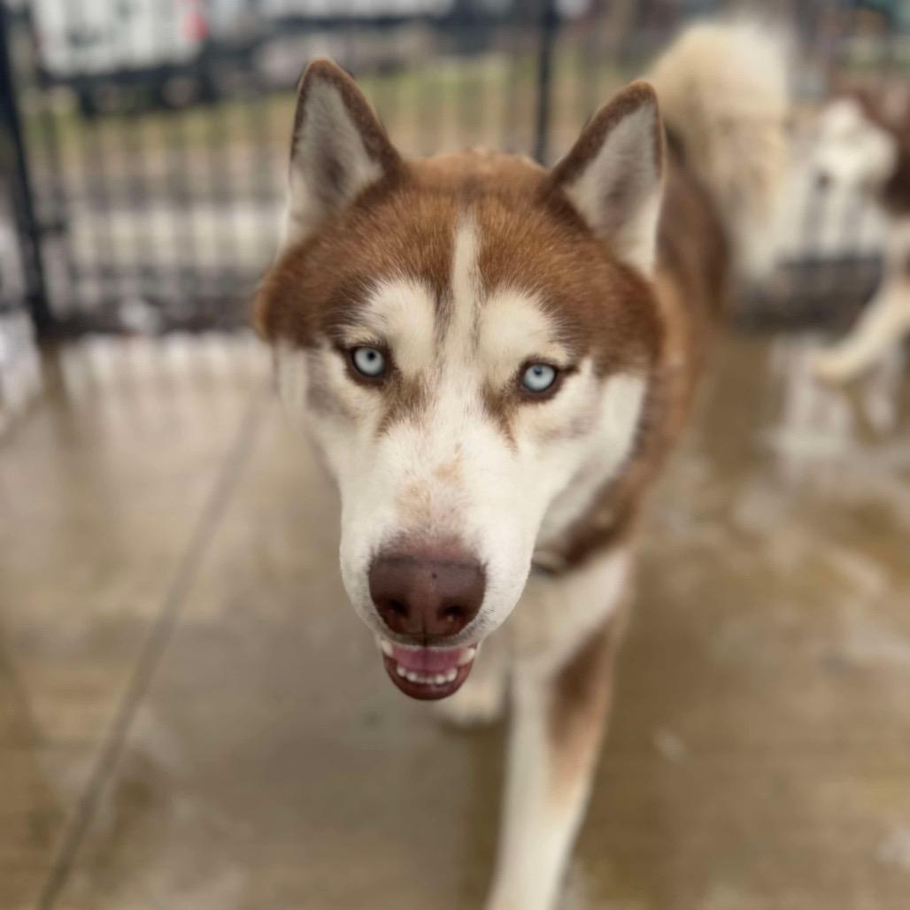 Enlarge Harold, a Adoptable Husky in Eufaula, OK image 5/6