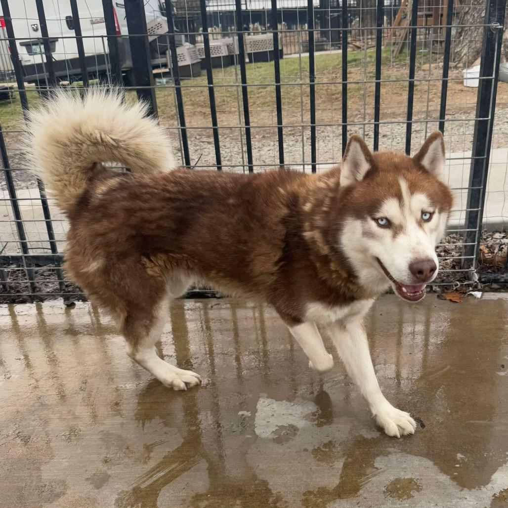 Enlarge Harold, a Adoptable Husky in Eufaula, OK image 6/6
