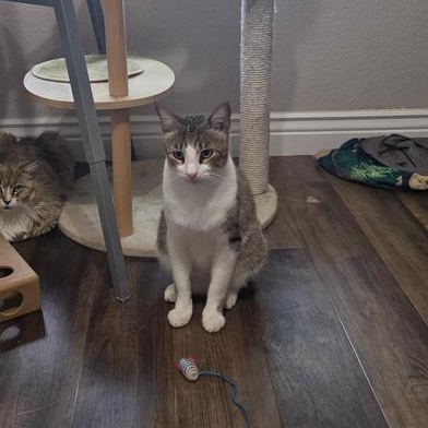 Lucky, a Adoptable Domestic Short Hair in Indianapolis, IN image 6/6