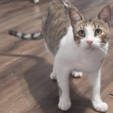 Lucky, a Adoptable Domestic Short Hair in Indianapolis, IN image 1/6