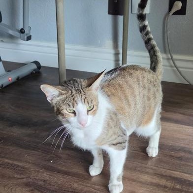 Lucky, a Adoptable Domestic Short Hair in Indianapolis, IN image 4/6