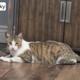 Lucky, a Adoptable Domestic Short Hair in Indianapolis, IN image 2/6