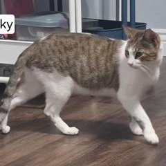 Lucky, a Adoptable Domestic Short Hair in Indianapolis, IN image 3/6