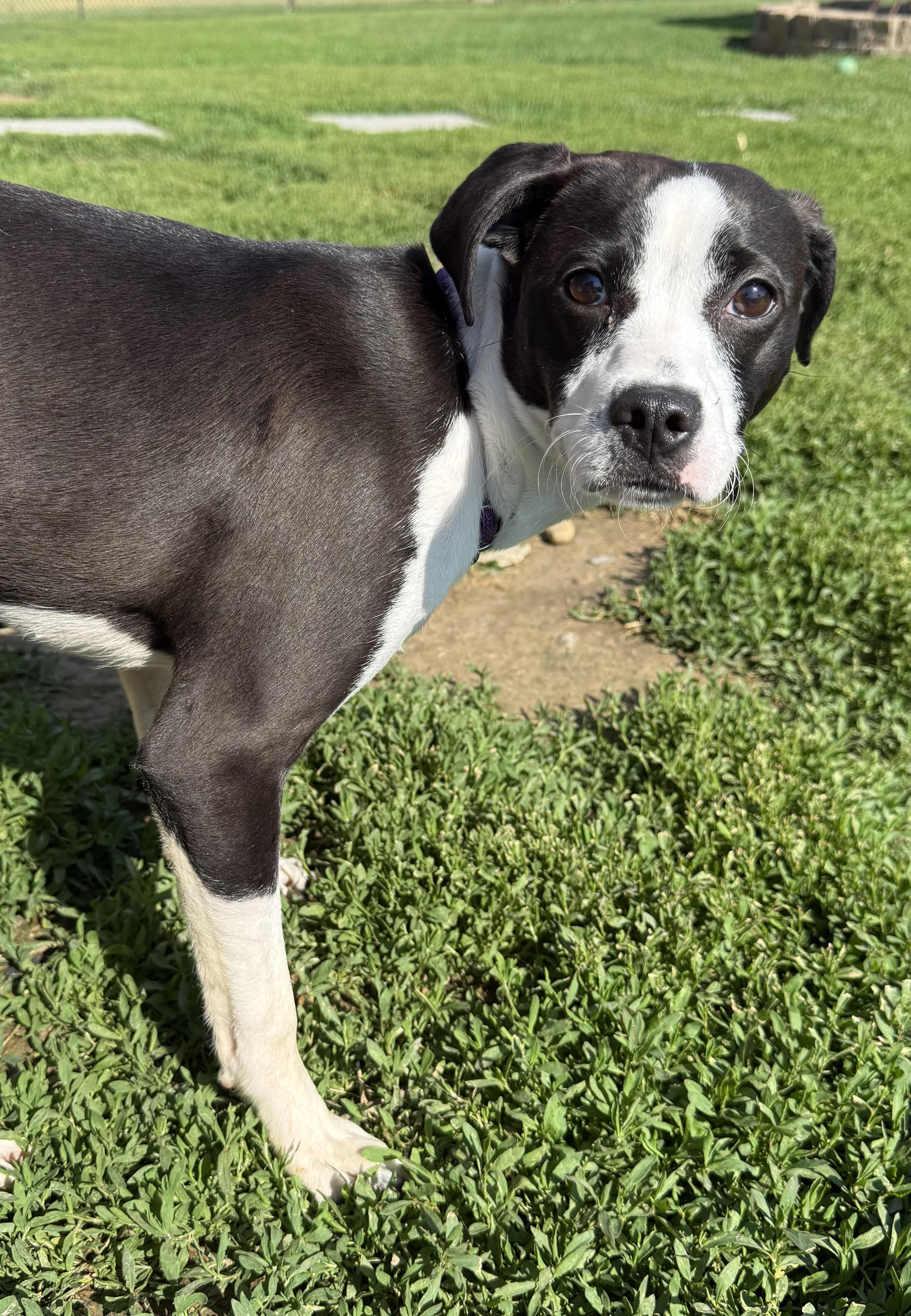 Enlarge Robin, an adoptable mixed breed in Brazil, IN image 3/4
