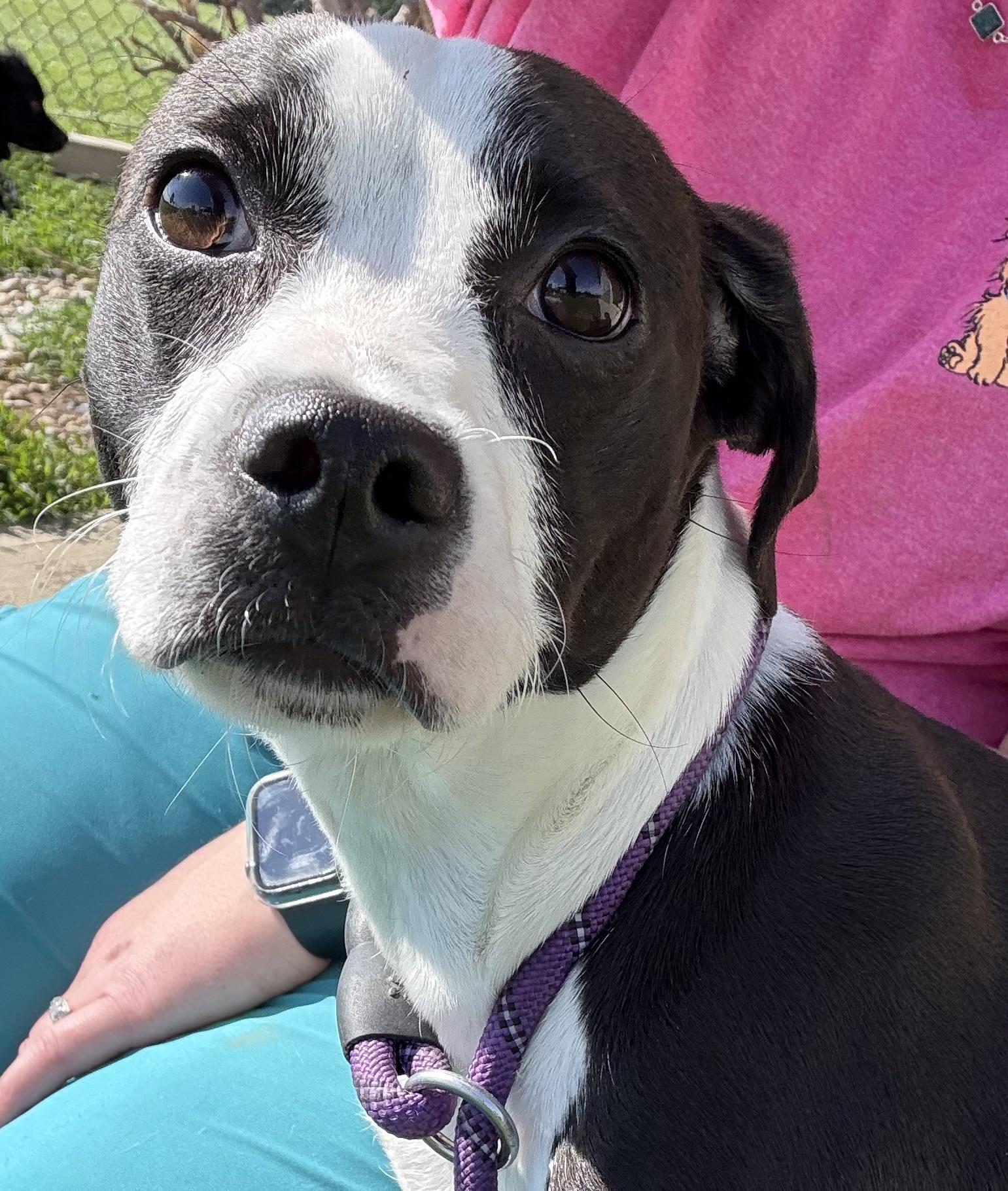 Robin, adoptable, Puppy Female Dachshund & Chihuahua.