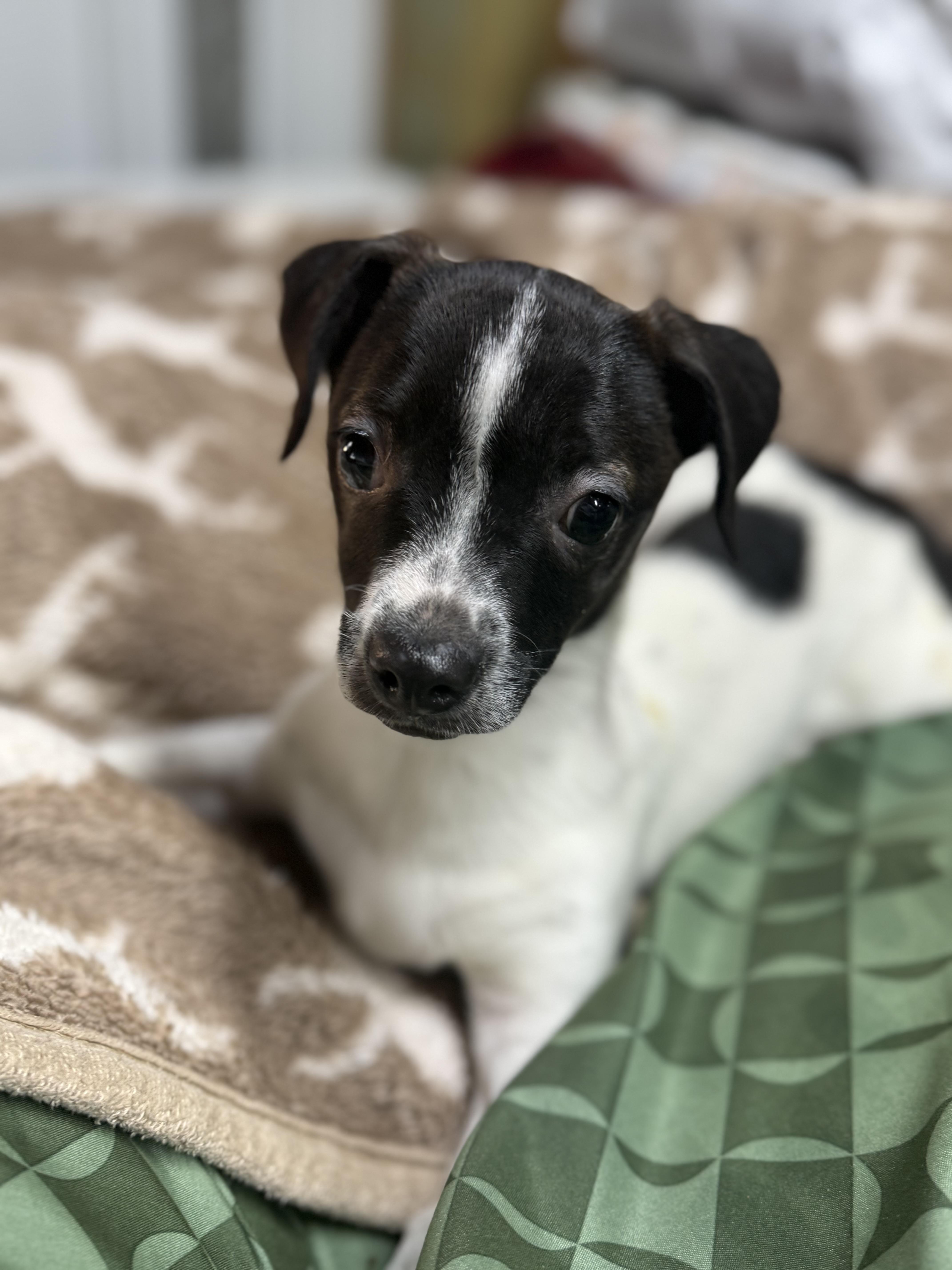 Eleven, Robin, Maxine, ADOPTABLE, Puppy Female Dachshund & Chihuahua.