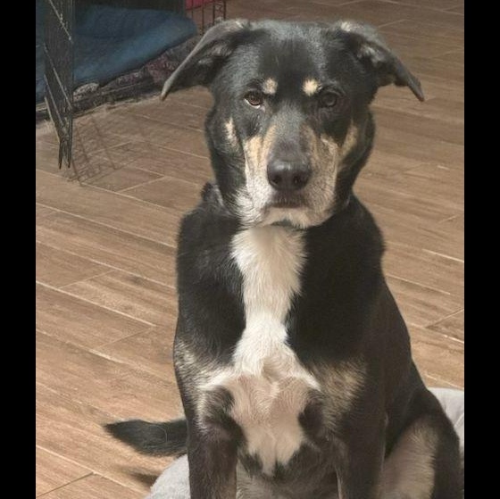 Enlarge Whistle, a Adoptable mixed breed in Denver, CO image 1/4