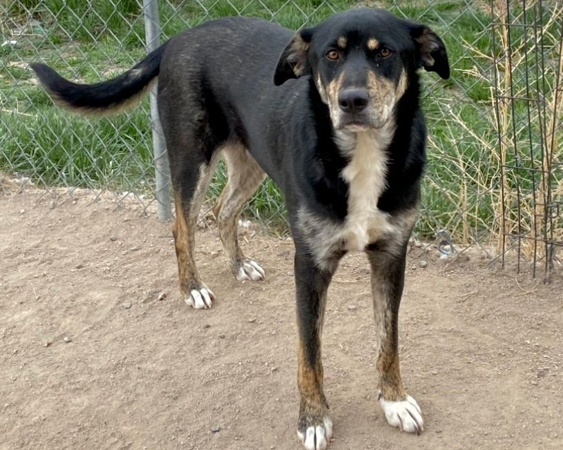 Whistle, a Adoptable mixed breed in Denver, CO image 3/3
