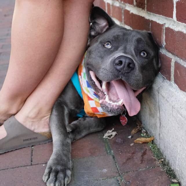 Enlarge Waymo, a Adoptable mixed breed in Rockville, MD image 1/6