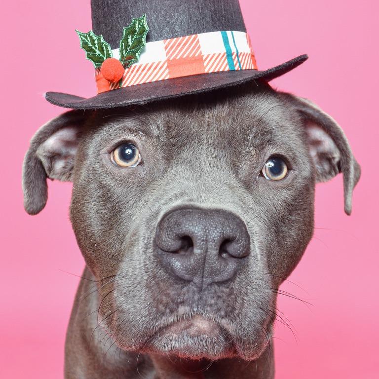 Enlarge Waymo, a Adoptable mixed breed in Rockville, MD image 4/6