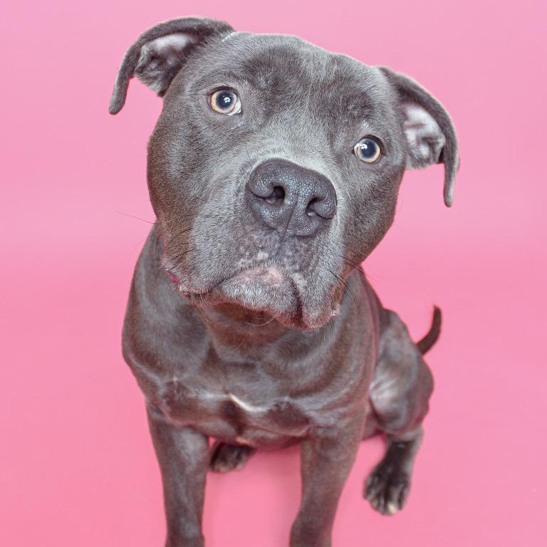 Enlarge Waymo, a Adoptable mixed breed in Rockville, MD image 3/6