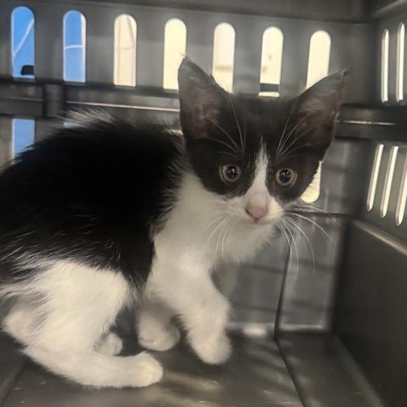 Puffin, Adoptable, Kitten Female Domestic Short Hair.