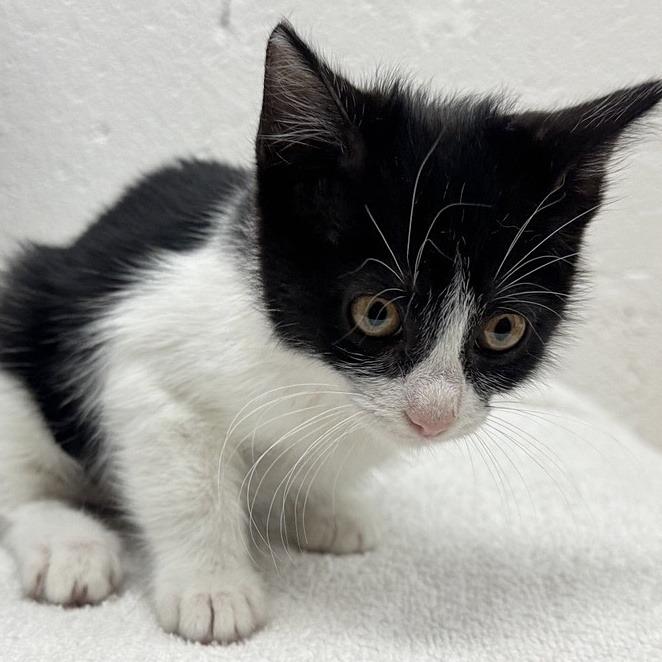 Enlarge Puffin, a Adoptable Domestic Short Hair in Saint Louis, MO image 2/2