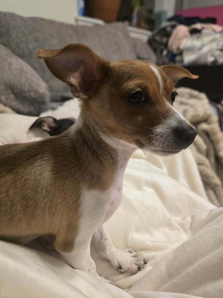 Enlarge Tan, a Adoptable mixed breed in Windsor, CA image 2/6