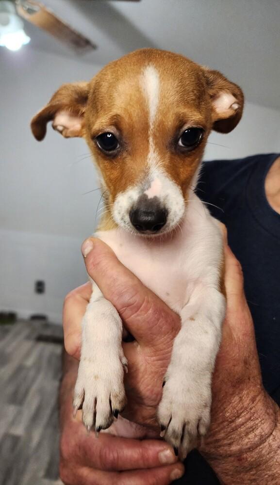 Enlarge Tan, a Adoptable mixed breed in Windsor, CA image 1/1