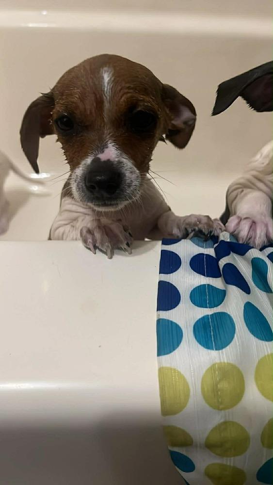 Enlarge Tan, a Adoptable mixed breed in Windsor, CA image 5/6