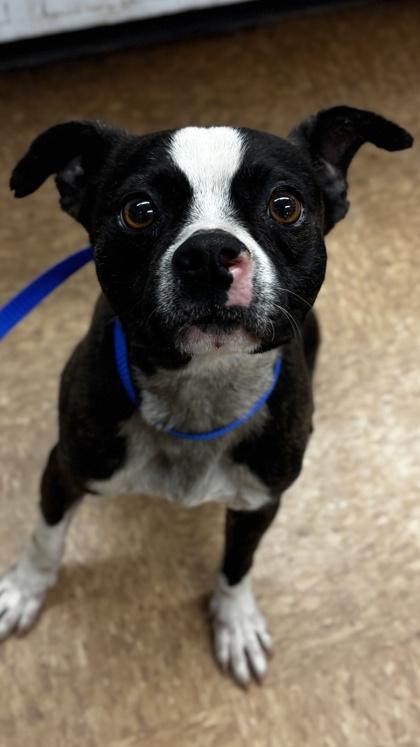 Enlarge Brian, a Adoptable mixed breed in Madera, CA image 1/1