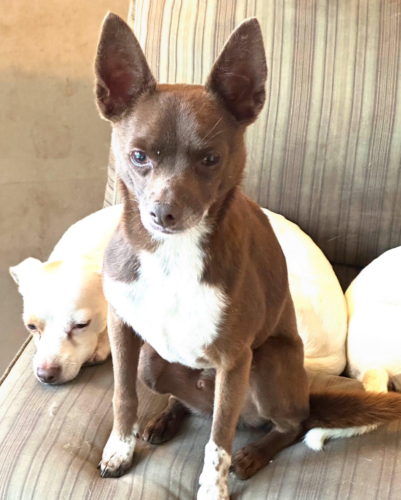 Enlarge Tiny Tex, a Adoptable mixed breed in Vidor, TX image 2/3