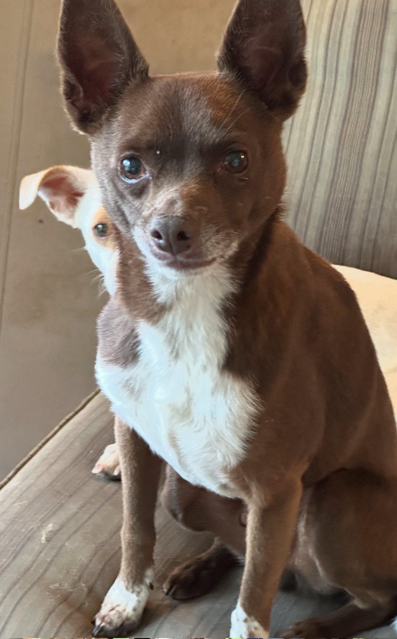 Enlarge Tiny Tex, a Adoptable mixed breed in Vidor, TX image 1/3