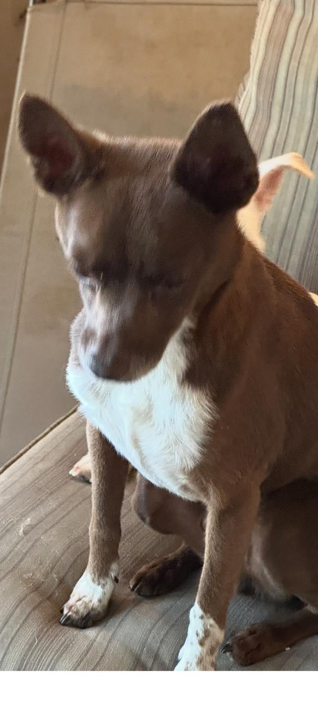 Enlarge Tiny Tex, a Adoptable mixed breed in Vidor, TX image 3/3