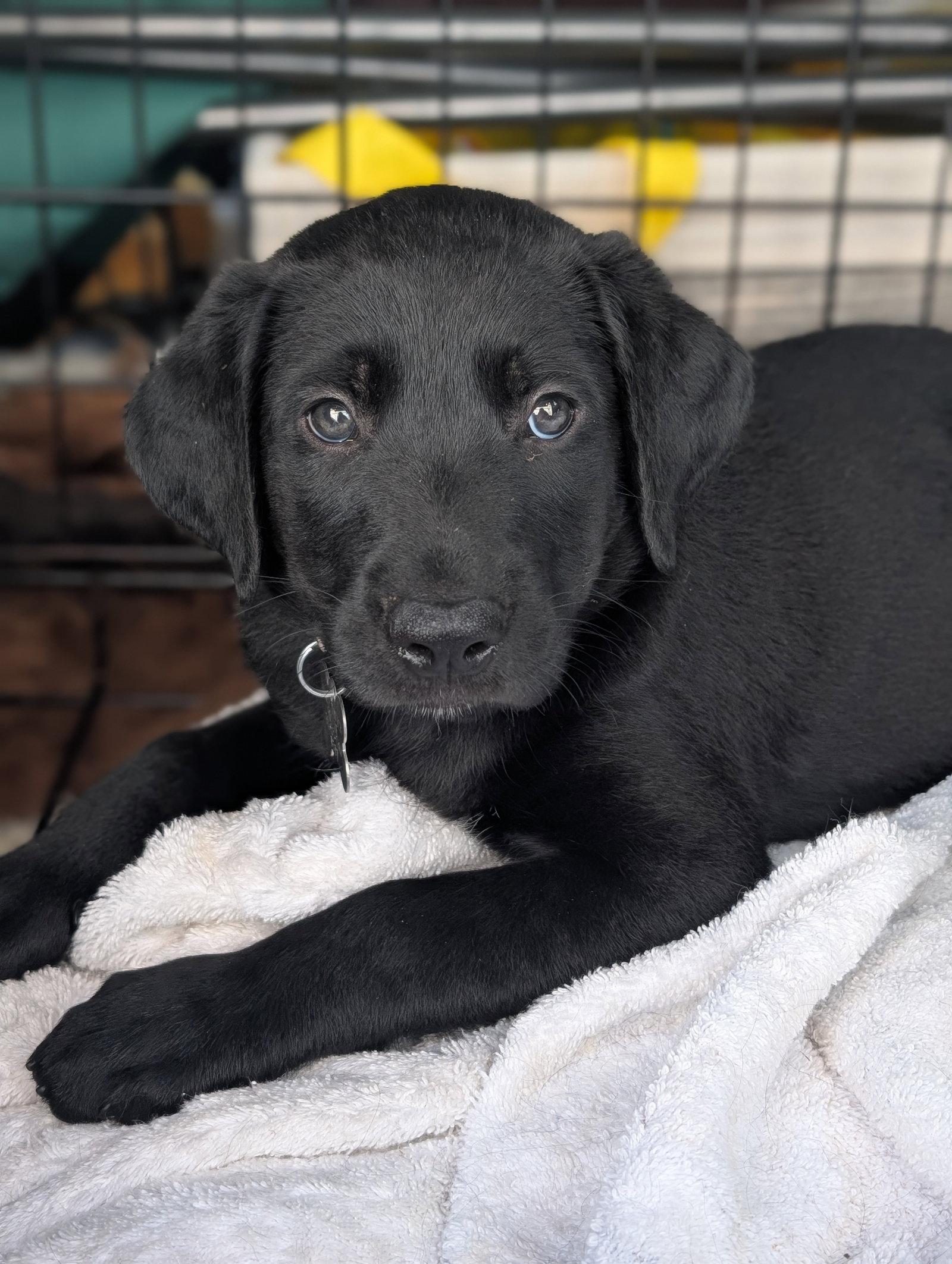 Enlarge Carter: NC State Litter, a Adopted Labrador Retriever in Holly Springs, NC image 1/2