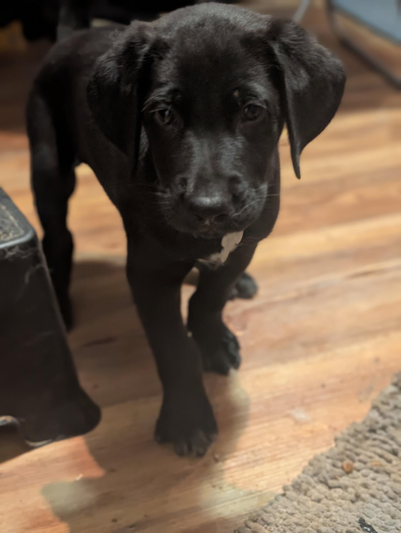 Enlarge Carter: NC State Litter, a Adopted Labrador Retriever in Holly Springs, NC image 2/2