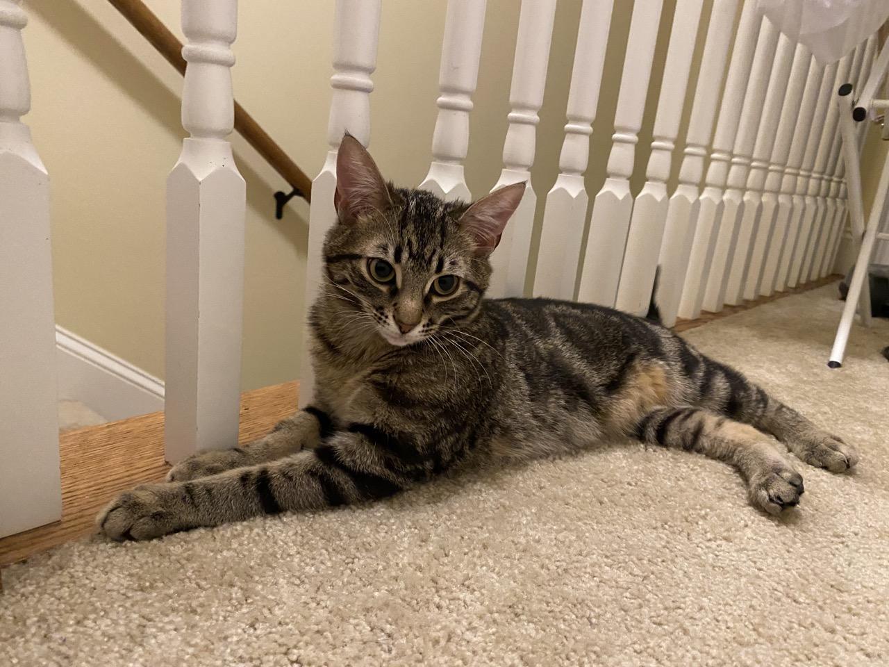 Koa, ADOPTABLE, Kitten Male Domestic Short Hair.