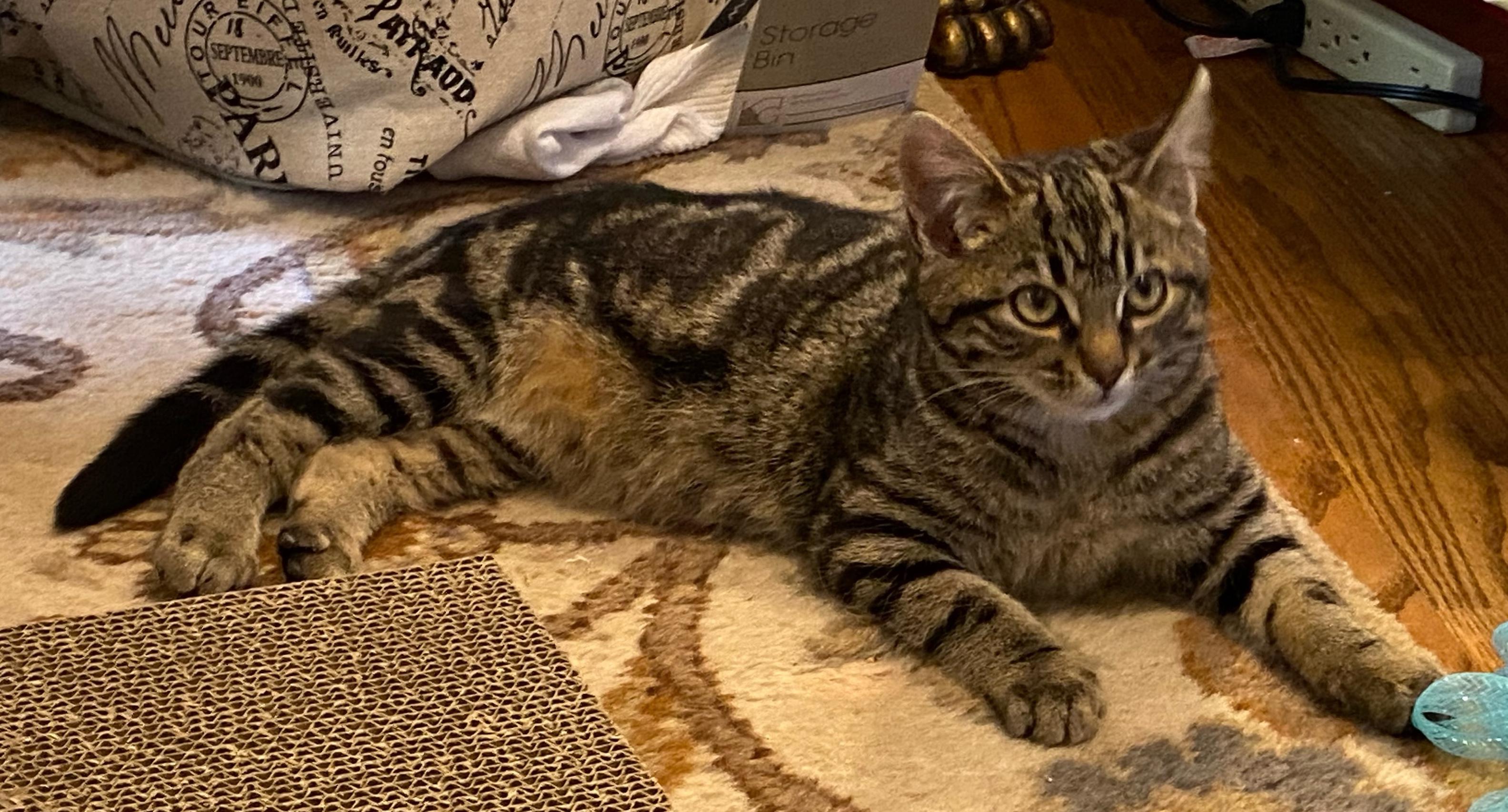 Koa, ADOPTABLE, Kitten Male Domestic Short Hair.