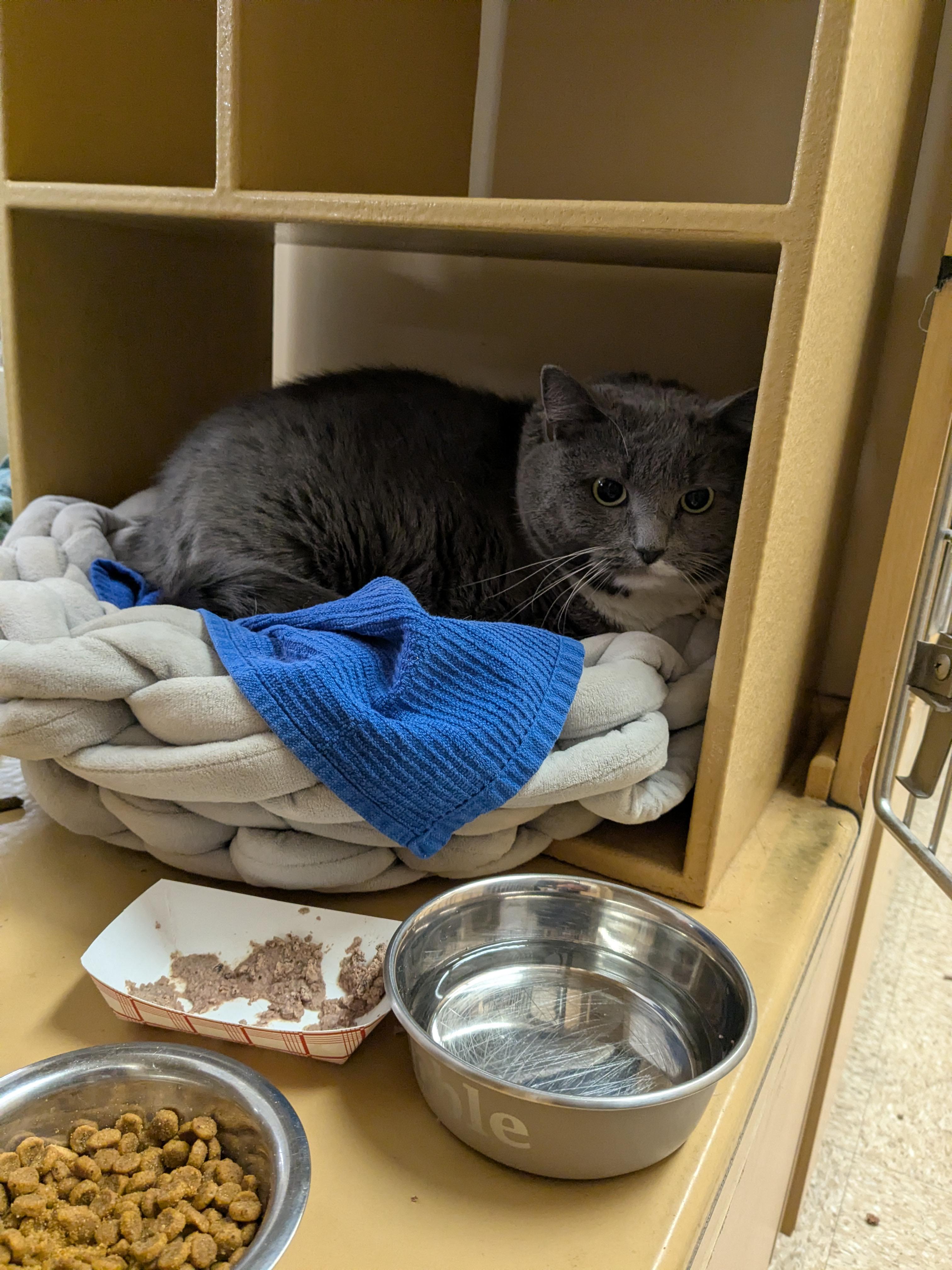 Enlarge Fluffy, a Adoptable Domestic Short Hair in Cambridge, MA image 2/3