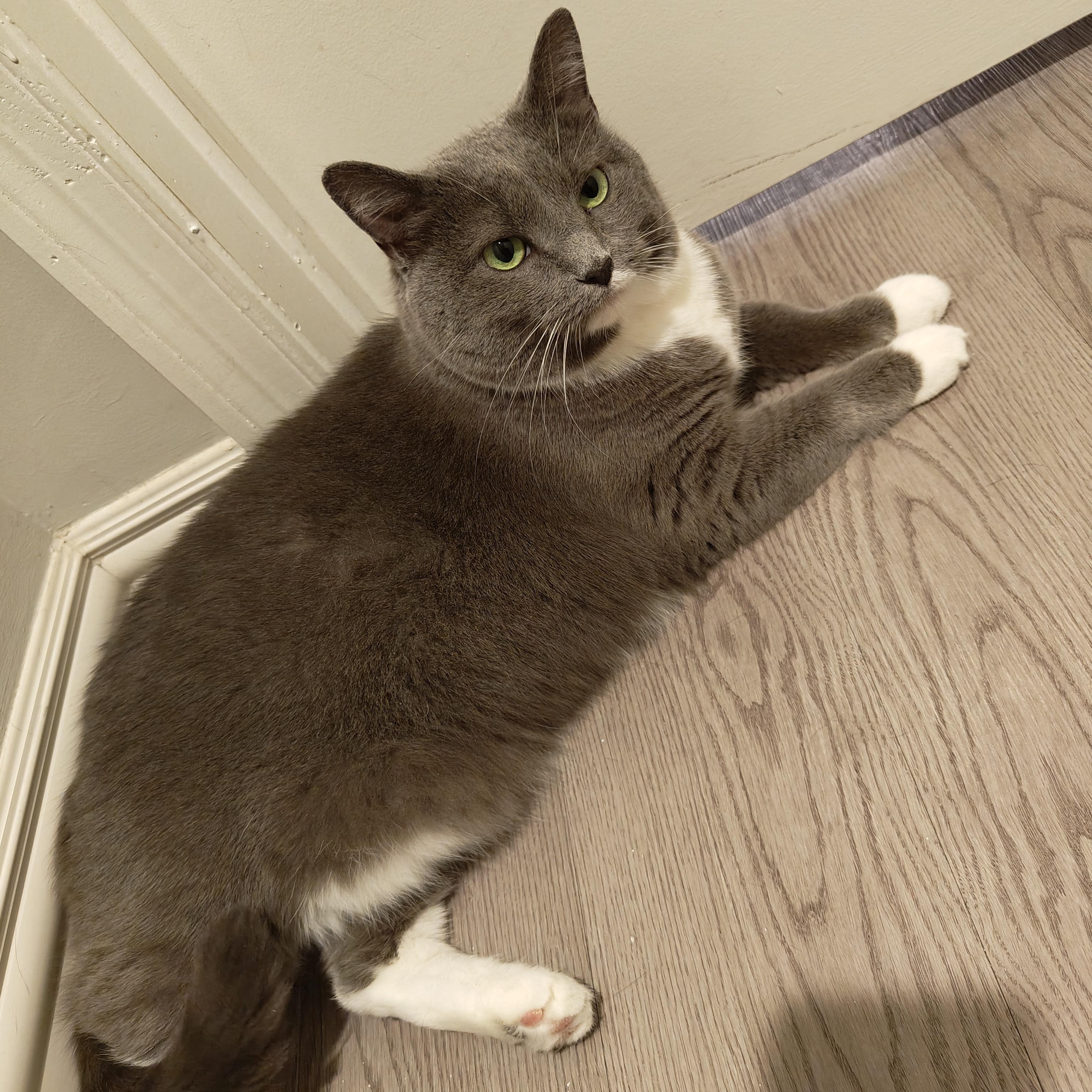 Enlarge Fluffy, a Adoptable Domestic Short Hair in Worcester, MA image 5/6