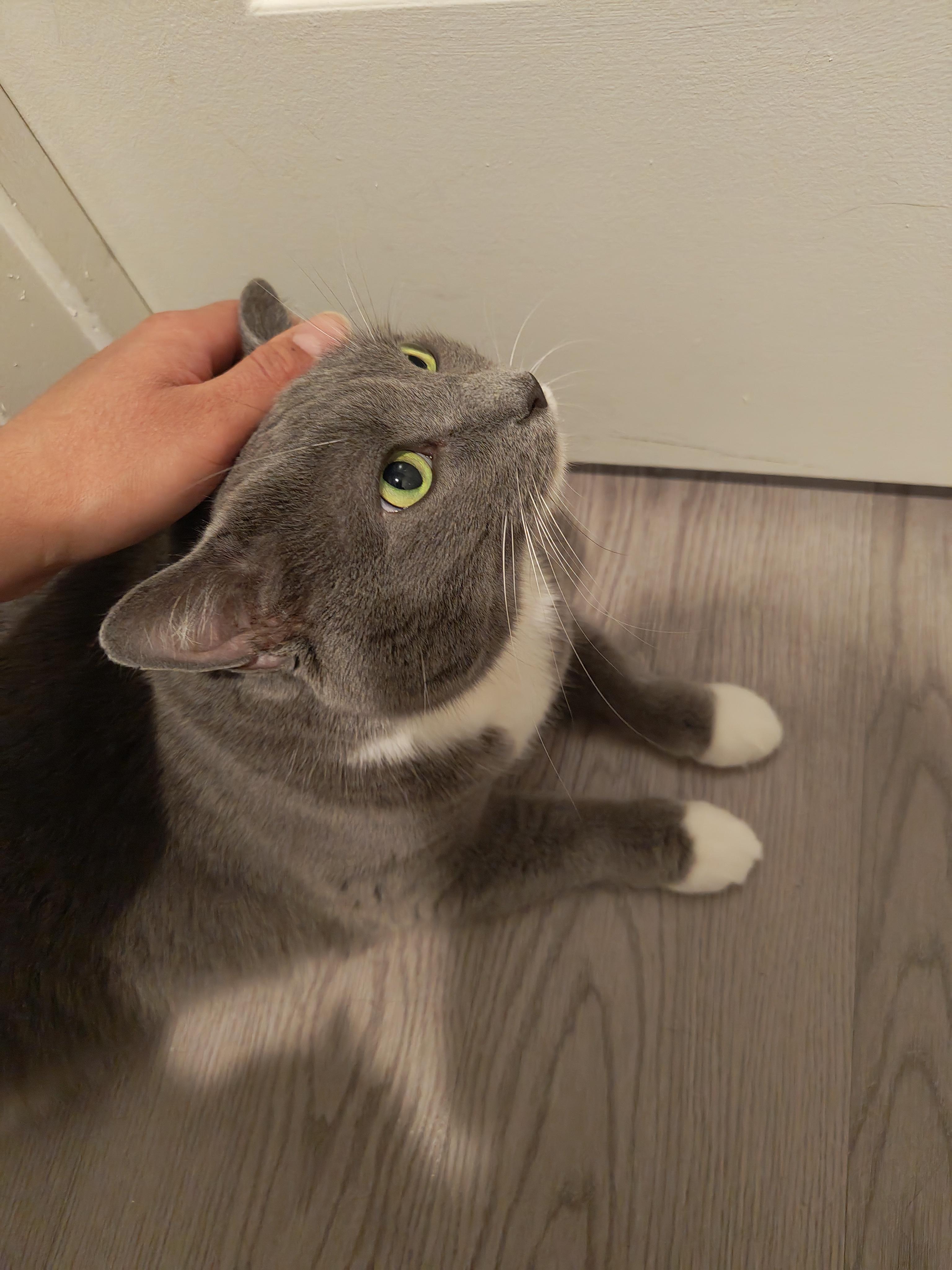 Enlarge Fluffy, a Adoptable Domestic Short Hair in Worcester, MA image 4/6