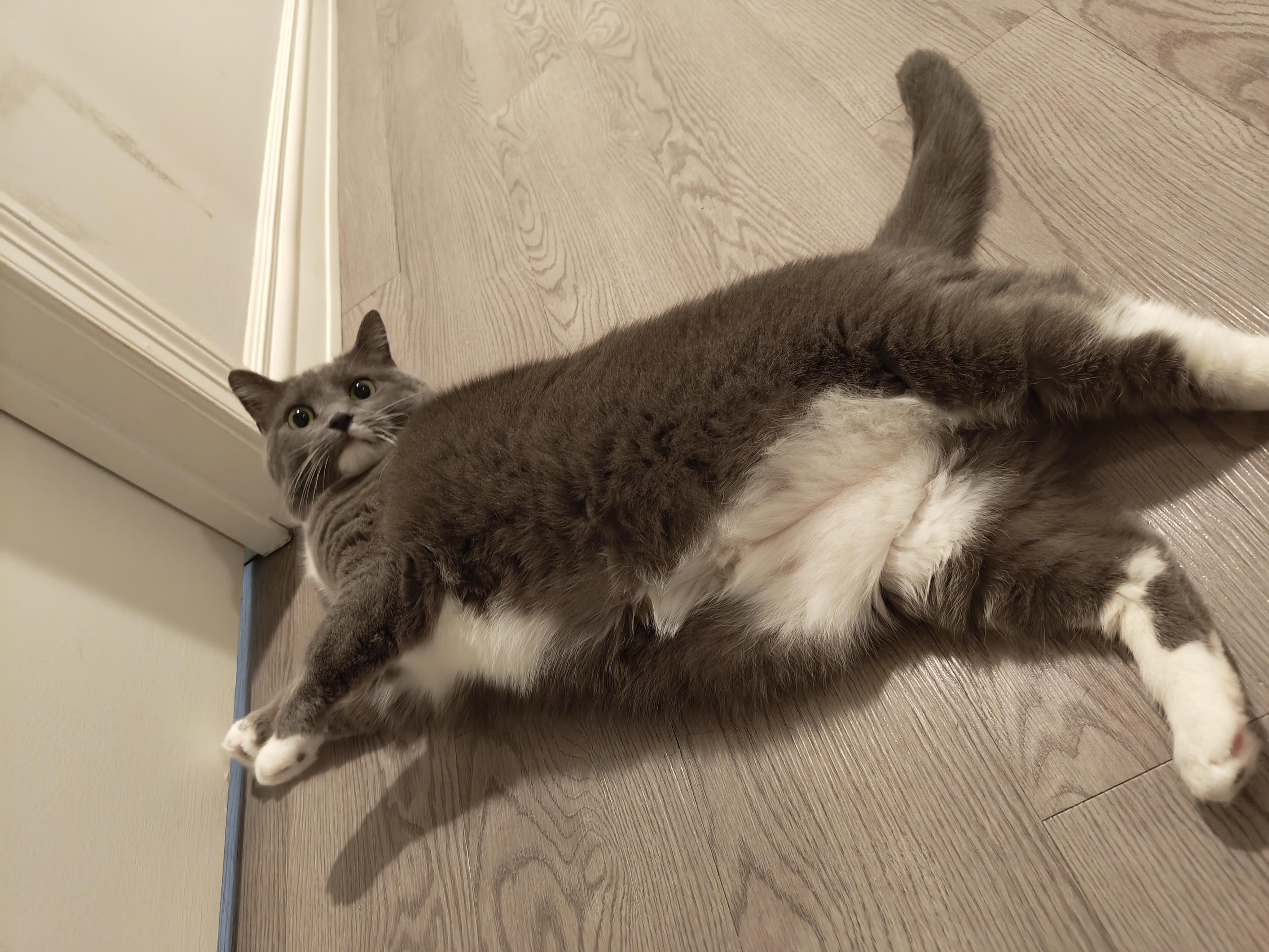 Enlarge Fluffy, a Adoptable Domestic Short Hair in Worcester, MA image 3/6