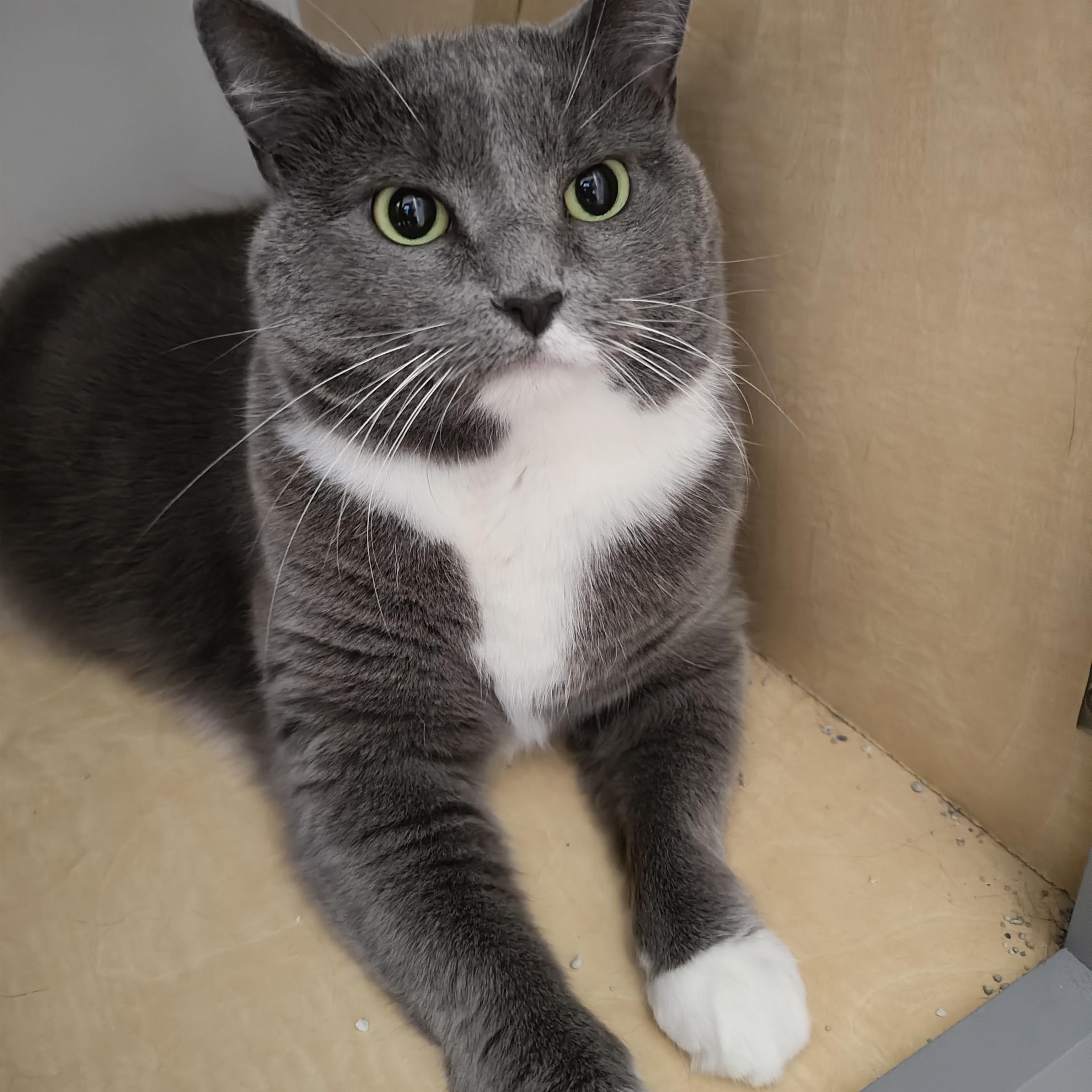 Fluffy, Adoptable, Adult Female Domestic Short Hair.