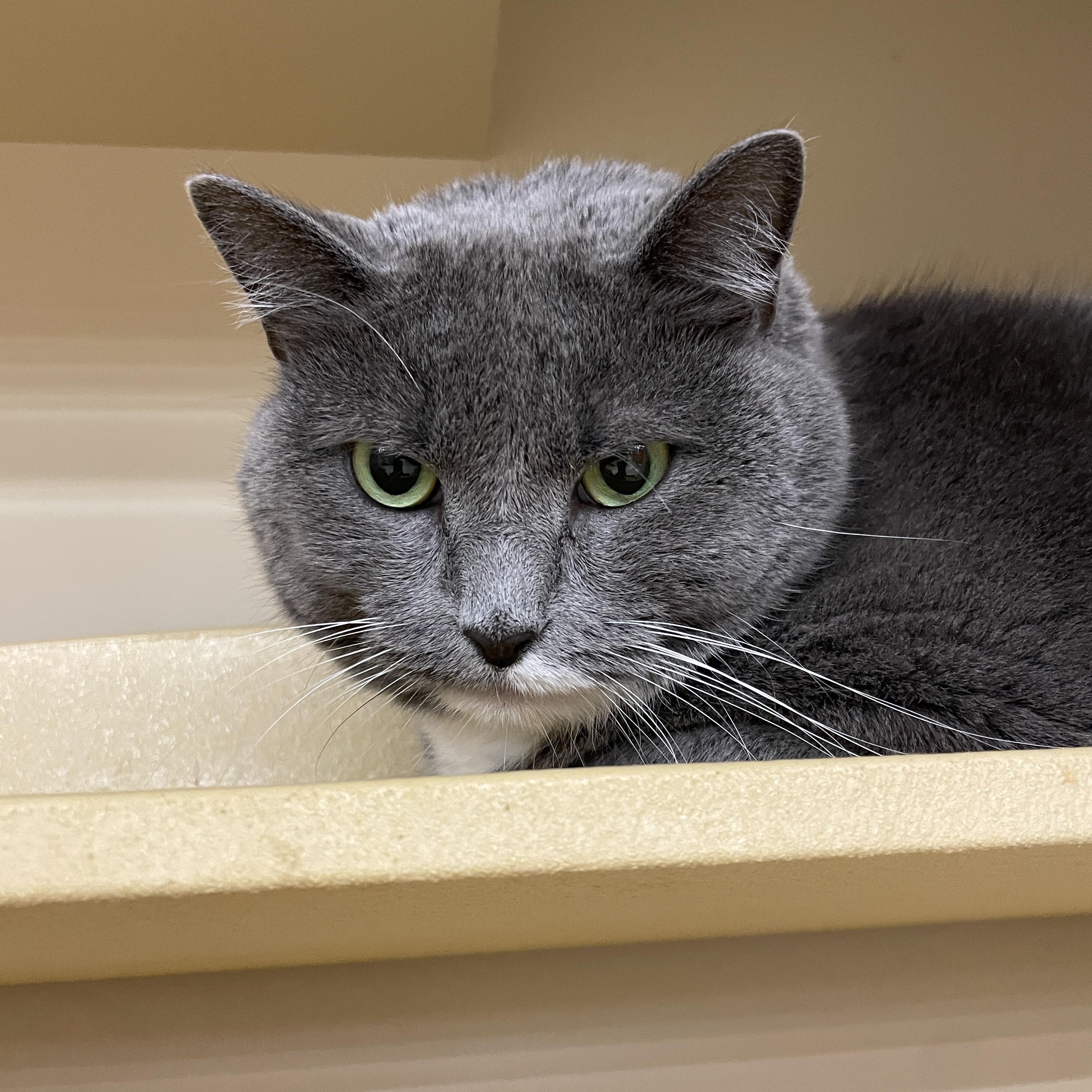 Enlarge Fluffy, a Adoptable Domestic Short Hair in Cambridge, MA image 1/3