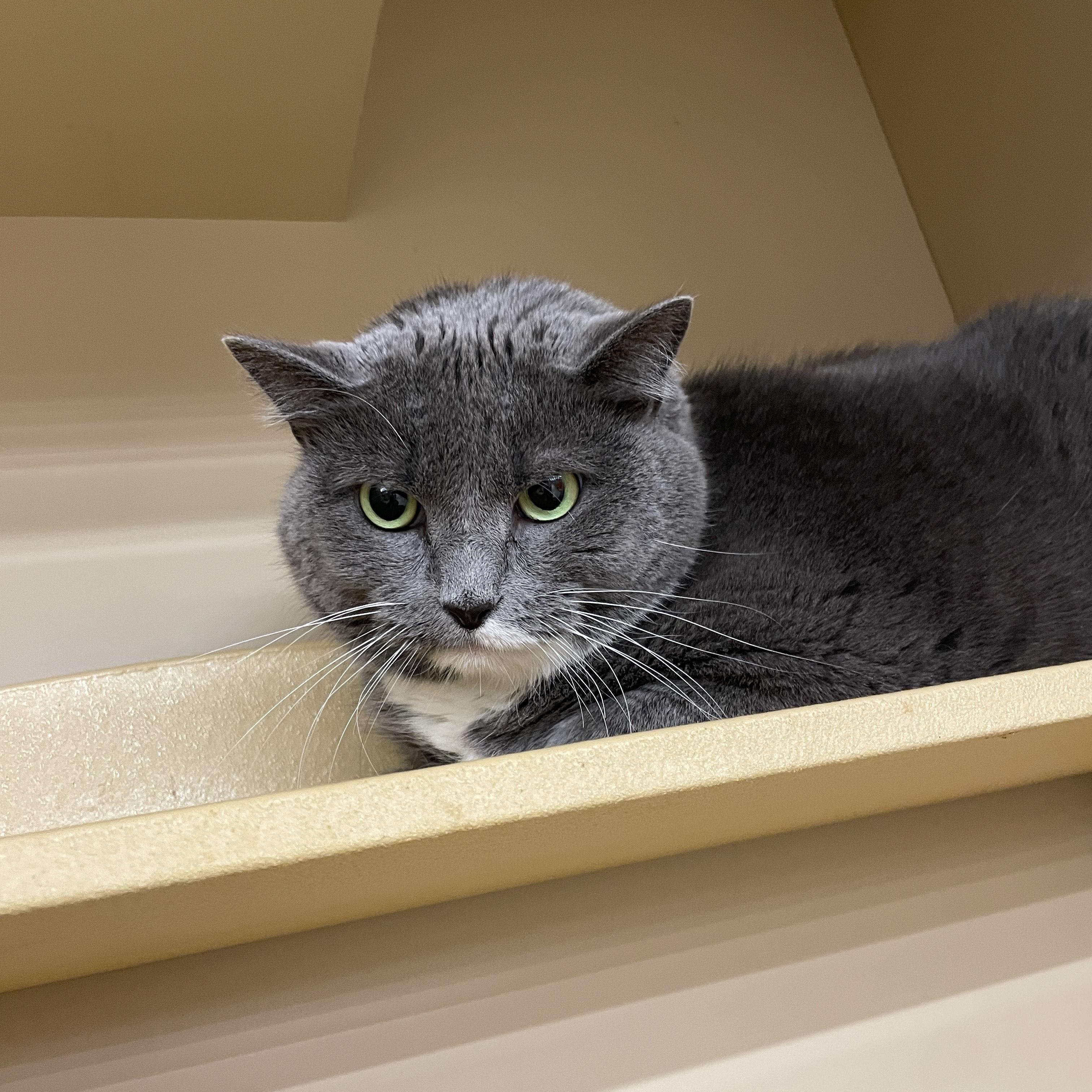 Enlarge Fluffy, a Adoptable Domestic Short Hair in Cambridge, MA image 3/3