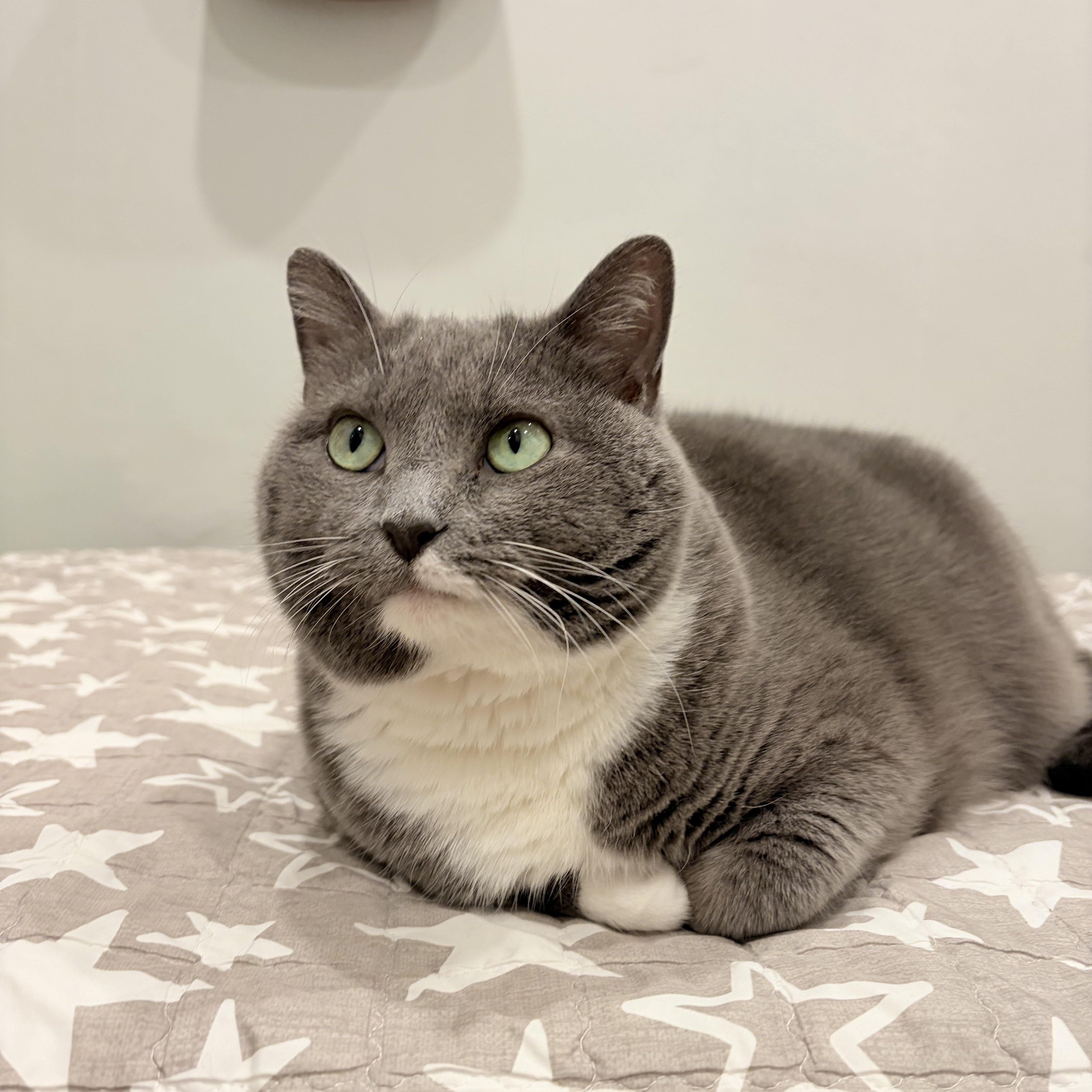 Enlarge Fluffy, a Adoptable Domestic Short Hair in Worcester, MA image 1/6