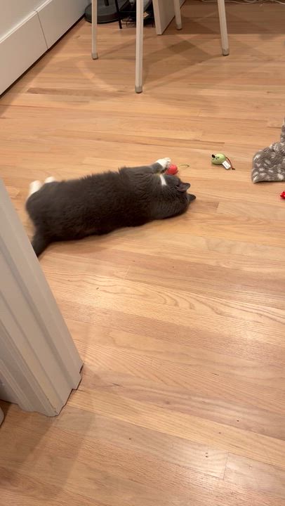 Enlarge Fluffy, a Adoptable Domestic Short Hair in Worcester, MA video 6/6